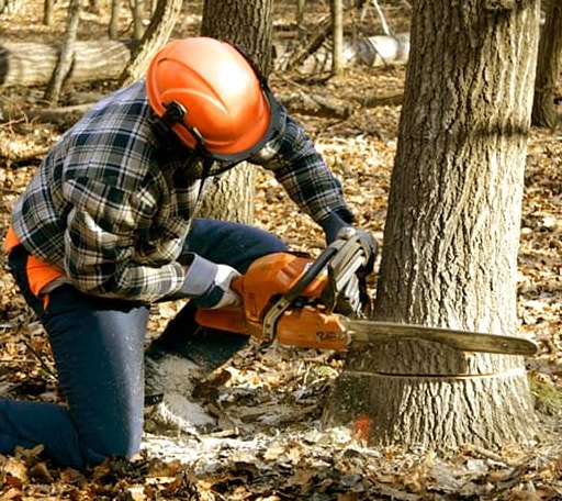 Tree Removal in Calistoga, CA